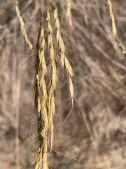 Pseudoroegneria spicata spicata