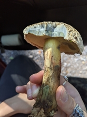 Caloboletus inedulis