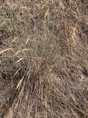 Pseudoroegneria spicata spicata