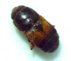 Carpophilus discoideus