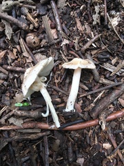 Inocybe velicopia