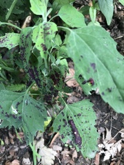 Norvellina chenopodii