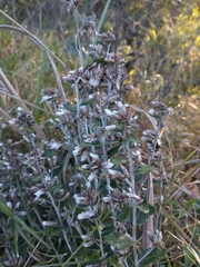 Vernonanthura chamaedrys