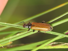 Rhagonycha nigripes