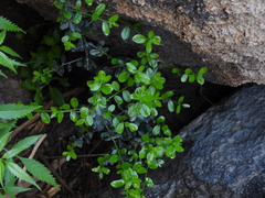 Forestiera angustifolia