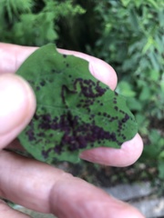 Norvellina chenopodii