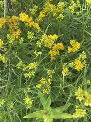 Euthamia graminifolia