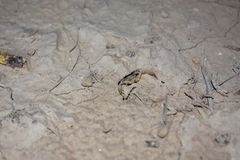 Paruroctonus gracilior