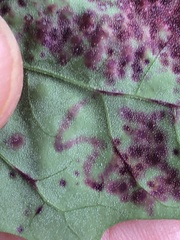 Norvellina chenopodii