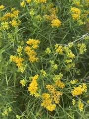 Euthamia graminifolia