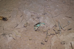 Paruroctonus gracilior