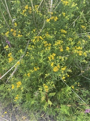 Euthamia graminifolia