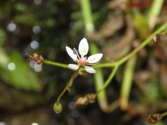 Micranthes stellaris robusta