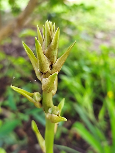 Image of Peristeria elata by (c) Maria Janeiro, some rights reserved (CC BY)