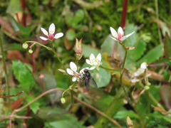 Micranthes stellaris robusta