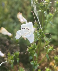Penstemon digitalis