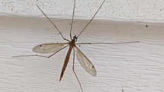 Tipula ultima