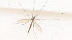 Tipula ultima