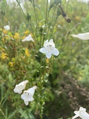 Penstemon digitalis