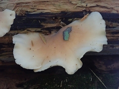 Hohenbuehelia angustata