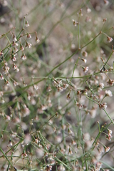 Eriogonum nutans glabratum