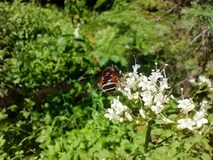 Eristalis cryptarum