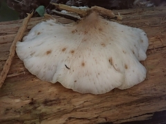 Hohenbuehelia angustata