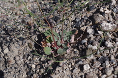Eriogonum nutans glabratum