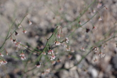 Eriogonum nutans glabratum