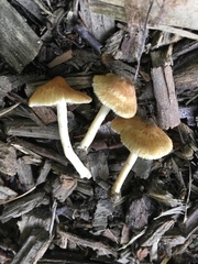 Pseudosperma friabile