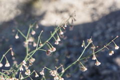 Eriogonum nutans glabratum