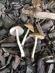 Pseudosperma friabile