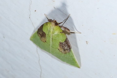 Paramacna arnea