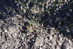 Eriogonum nutans glabratum