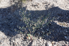 Eriogonum nutans glabratum