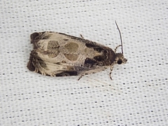 Olethreutes connectum