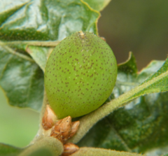 Amphibolips globulus