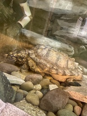 Macrochelys