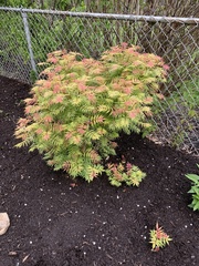 Sorbaria sorbifolia stellipila