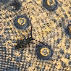 Acalolepta luxuriosa