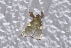 Parachma rufoflavalis