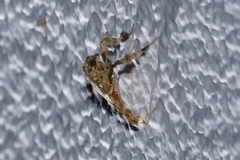 Parachma rufoflavalis