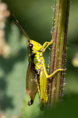 Podismopsis poppiusi