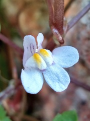 Cymbalaria