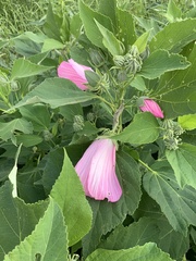 Hibiscus moscheutos