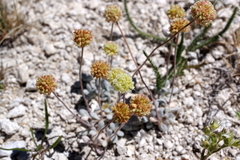 Eriogonum argophyllum