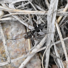 Slaterobius insignis