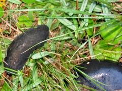 Laevicaulis natalensis natalensis