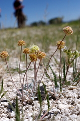 Eriogonum argophyllum