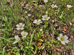 Mononeuria nuttallii